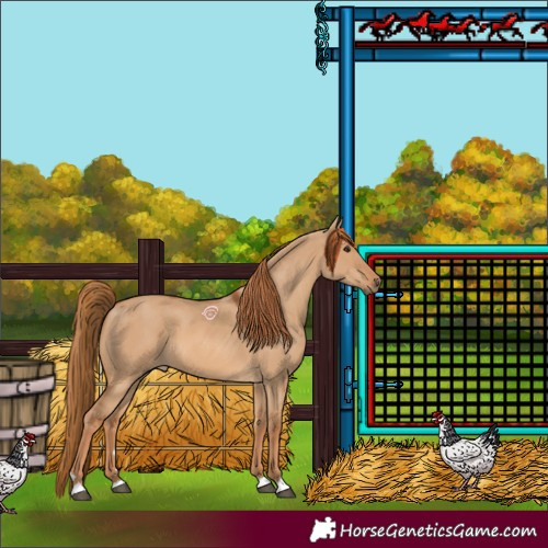 Horse Color:Red Dun 