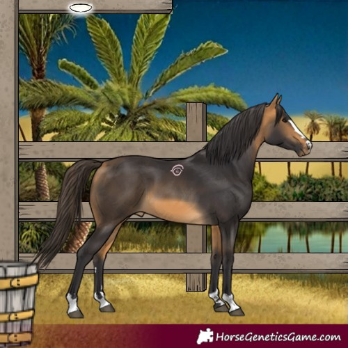 Horse Color:Buckskin 