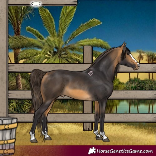 Horse Color:Buckskin 