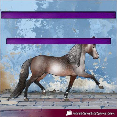 Horse Color:Gray Bay 