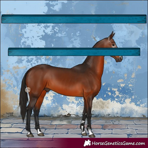 Horse Color:Gray Bay 