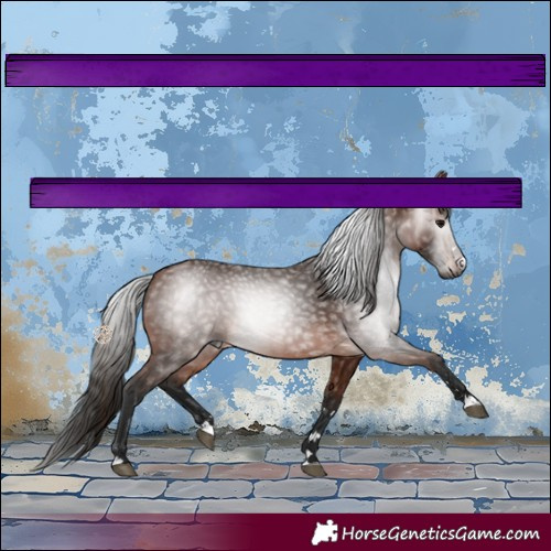 Horse Color:Gray Bay 