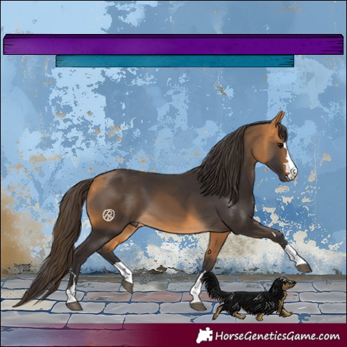 Horse Color:Buckskin 
