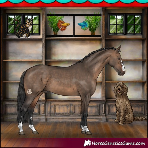 Horse Color:Brown Dun 