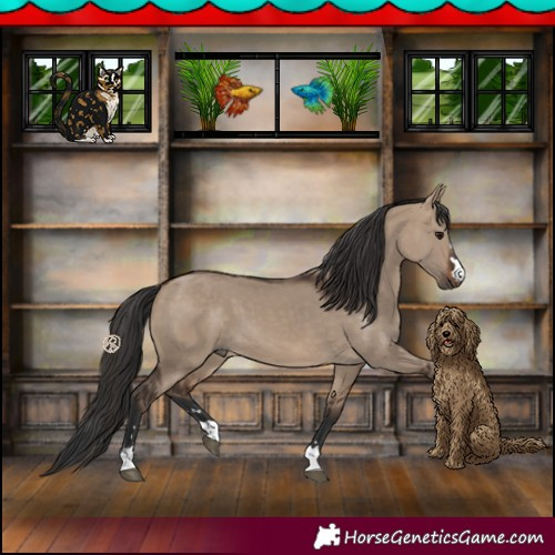 Horse Color:Brown Dun 