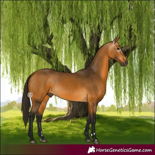 Horse Color:Gray Buckskin