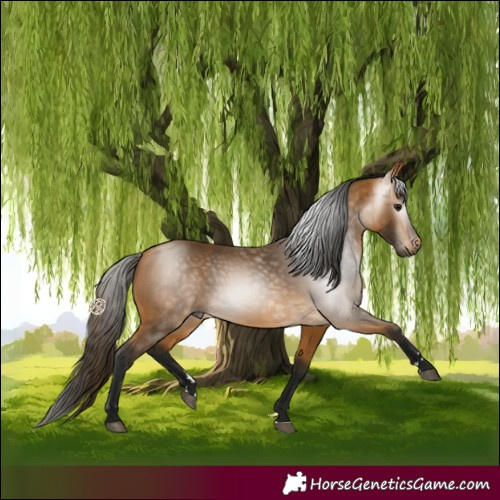 Horse Color:Gray Buckskin 