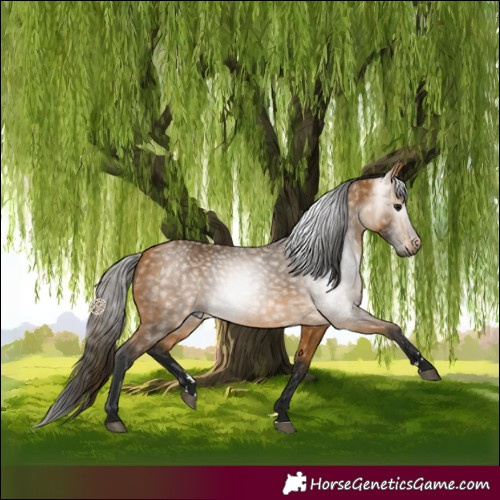 Horse Color:Gray Buckskin 