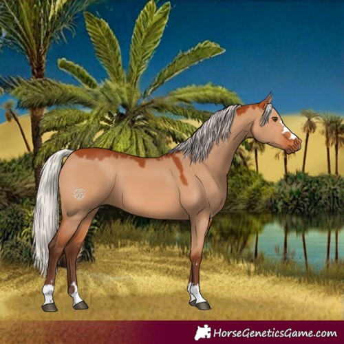 Horse Color:Silver Bay Dun 