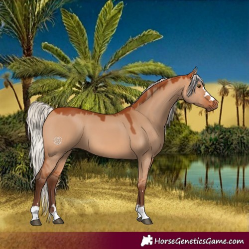 Horse Color:Silver Bay Dun 