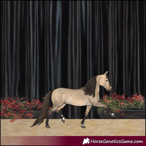 Horse Color:Buckskin Dun