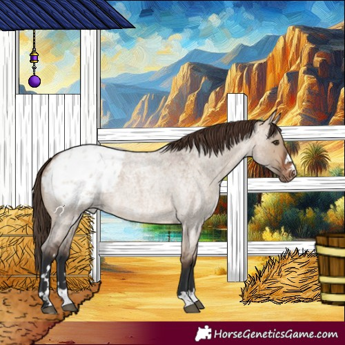Horse Color:Brown Roan Dun Appaloosa 