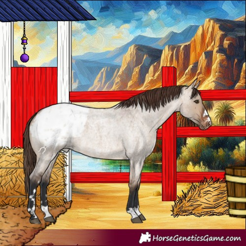 Horse Color:Brown Roan Dun Appaloosa 