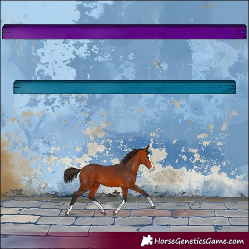 Horse Color:Bay Splash 