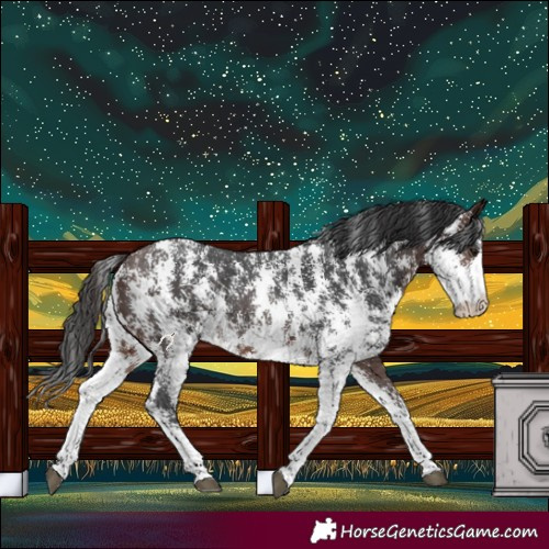 Horse Color:Brown Sabino 