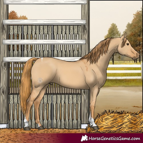 Horse Color:Red Dun Tobiano 