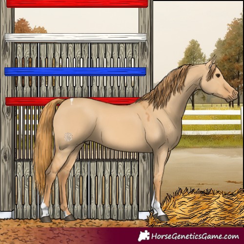 Horse Color:Red Dun Tobiano 