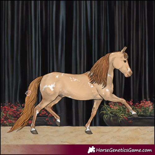 Horse Color:White Spotted Red Dun 