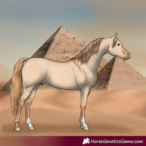 Horse Color:Red Dun 