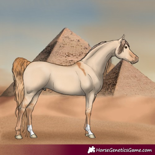 Horse Color:Red Dun 