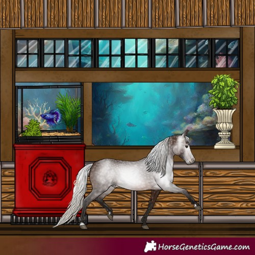 Horse Color:Gray Silver Brown 