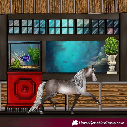 Horse Color:Gray Silver Brown 