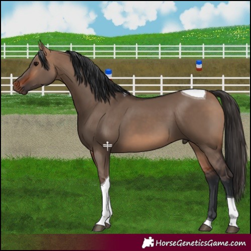 Horse Color:Bay Dun Tobiano 