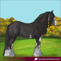 Horse Color:White Spotted Smoky Black