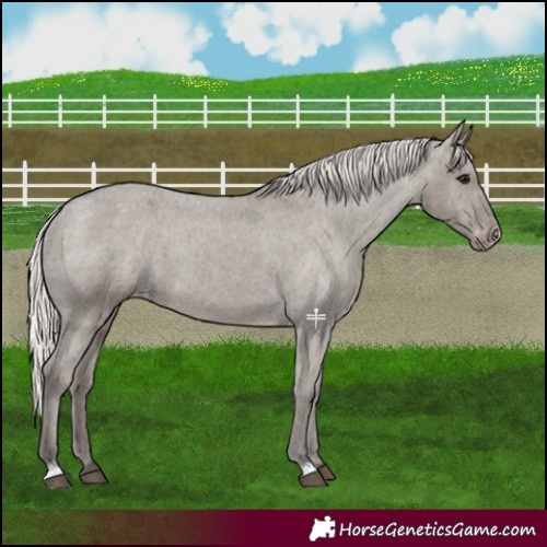 Horse Color:Silver Grullo Appaloosa 