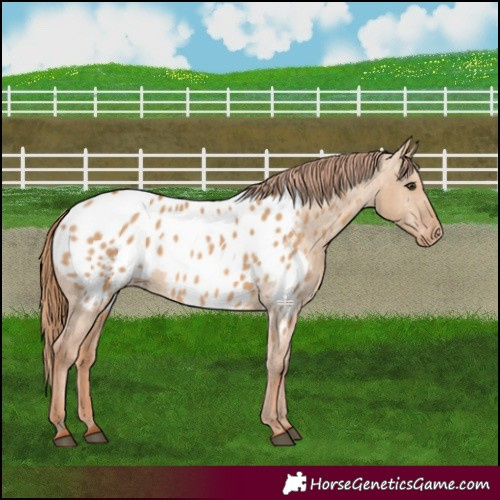 Horse Color:Red Dun Appaloosa 