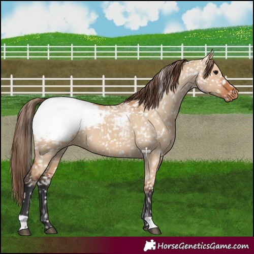 Horse Color:Bay Dun Snowcap 