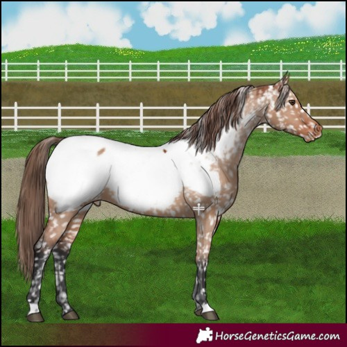Horse Color:Bay Dun Near Fewspot 