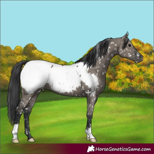 Horse Color:Grullo Appaloosa 