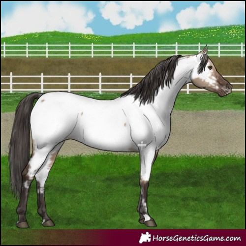 Horse Color:Liver Red Dun Near Fewspot 