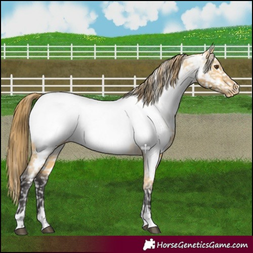 Horse Color:Buckskin Dun Near Fewspot 