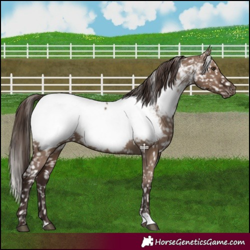 Horse Color:Liver Red Dun Near Fewspot 