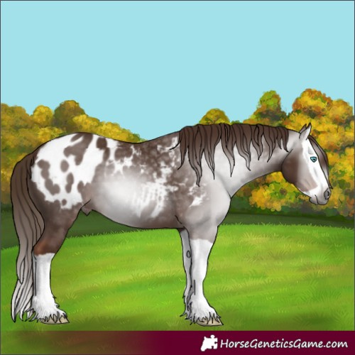 Horse Color:Gray Chestnut Splash Appaloosa 