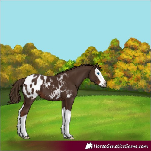 Horse Color:Gray Chestnut Splash Appaloosa