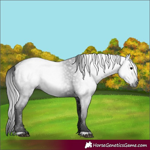 Horse Color:Gray Black
