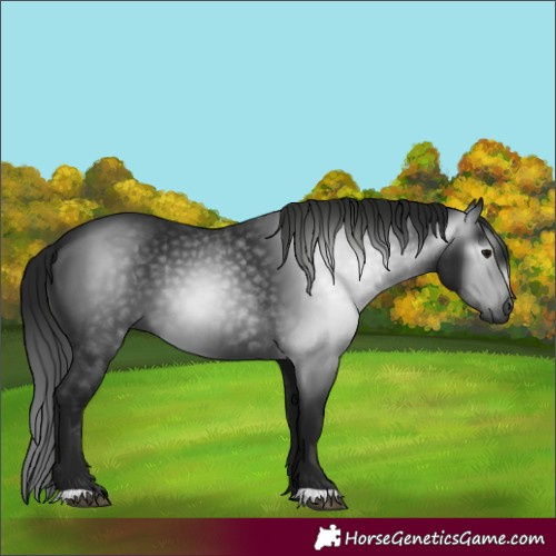 Horse Color:Gray Black 
