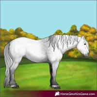 Horse Color:Gray Black