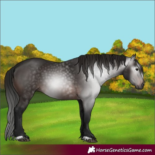 Horse Color:Gray Bay 