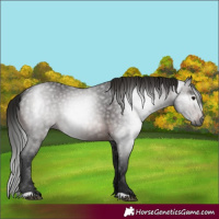 Horse Color:Gray Bay