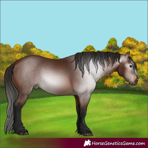 Horse Color:Gray Bay