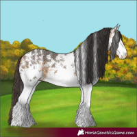 Horse Color:White Spotted Buckskin