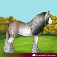 Horse Color:Gray White Spotted Buckskin Splash