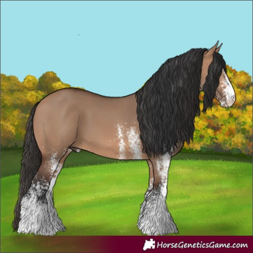 Horse Color:White Spotted Bay Dun 