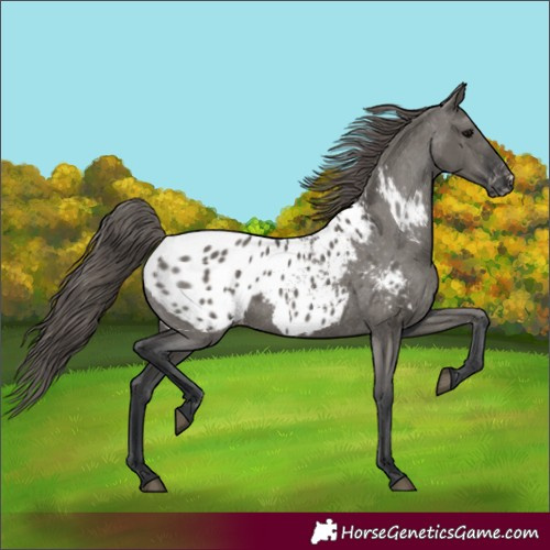 Horse Color:Grullo Blanket 