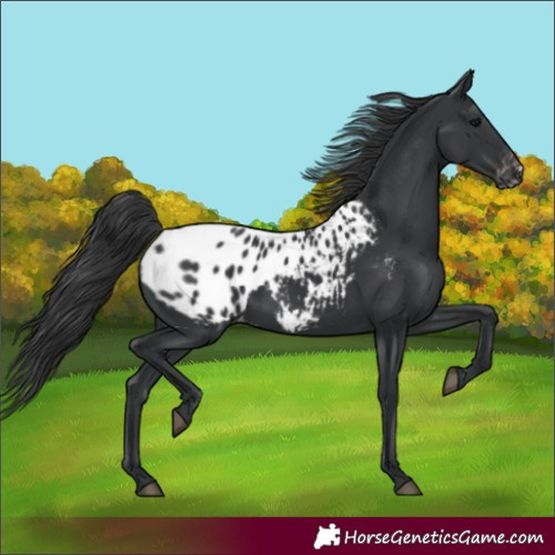 Horse Color:Black Appaloosa 