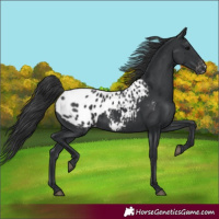 Horse Color:Black Blanket 